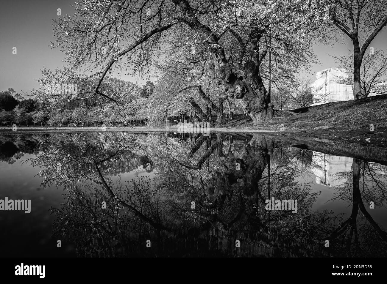 Kirschblüten-Reflexion, Tidal Basin, Washington, D.C. Schwarzweißfoto zeigt die Bäume und ihre vollen Reflexionen im Wasser. Stockfoto