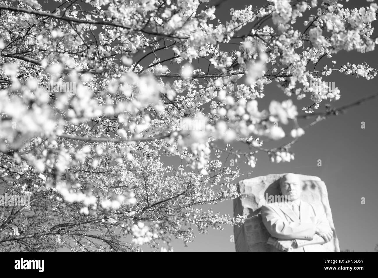 Kirschblüten und MLK Memorial, Washington, D.C. Schwarzweißfoto, das das Denkmal teilweise von blühenden Ästen verdeckt zeigt. Stockfoto