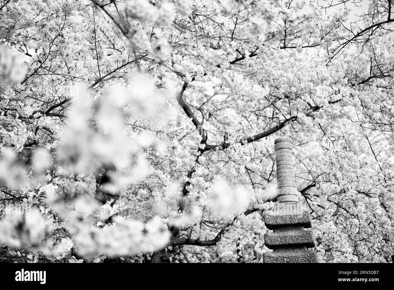 WASHINGTON, DC - jedes Frühjahr blühen rund 1.700 Kirschbäume um das Gezeitenbecken von Washington DC. Die Kirschblüten gehören zu den berühmten Denkmälern von DC und ziehen in der Regel Hunderttausende von Besuchern an. Im Jahr 2020 wurden die Bemühungen, die Verbreitung des neuartigen Coronavirus (COVID-19) einzudämmen, dazu geführt, dass die Teilnehmerzahl drastisch reduziert wurde. Die Kirschblüten haben am 20. März 2020 ihre Höchstblüte erreicht. Die Bäume gehen auf ein Geschenk Japans aus dem Jahr 1912 zurück, und es gibt noch eine Handvoll der ursprünglichen Bäume. Unten rechts befindet sich die japanische Pagode aus dem 17. Jahrhundert. Stockfoto