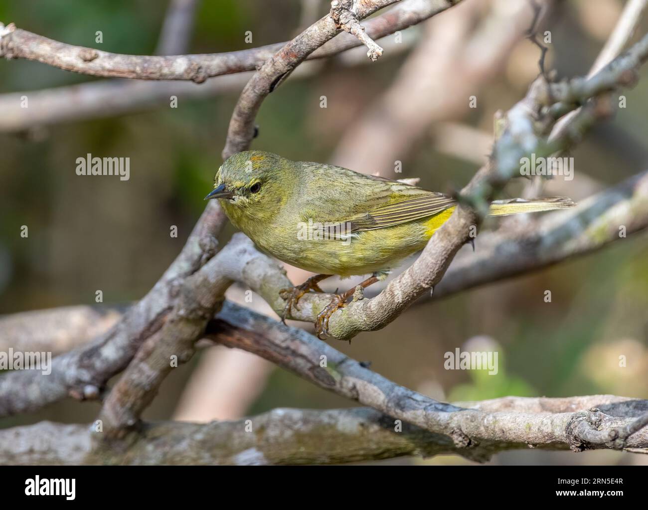 Dieser süße orange gekrönte Warbler wurde fotografiert, als er durch die Äste eines südtexanischen Dickichts im Frühjahr forschte. Stockfoto
