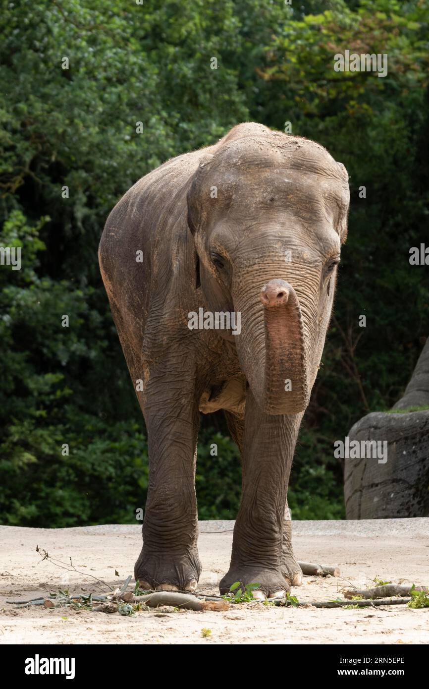 Asiatischer Elefant (Elephas maximus), Erwachsener, Fütterung, Gefangener, Deutschland Stockfoto