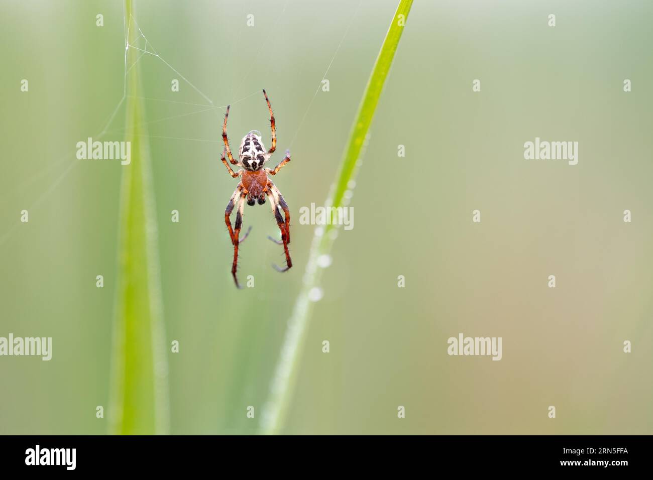 Furchenspinne (Larinioides cornutus), sitzt im Netz in der Sonne im Moor, Niedersachsen, Deutschland Stockfoto