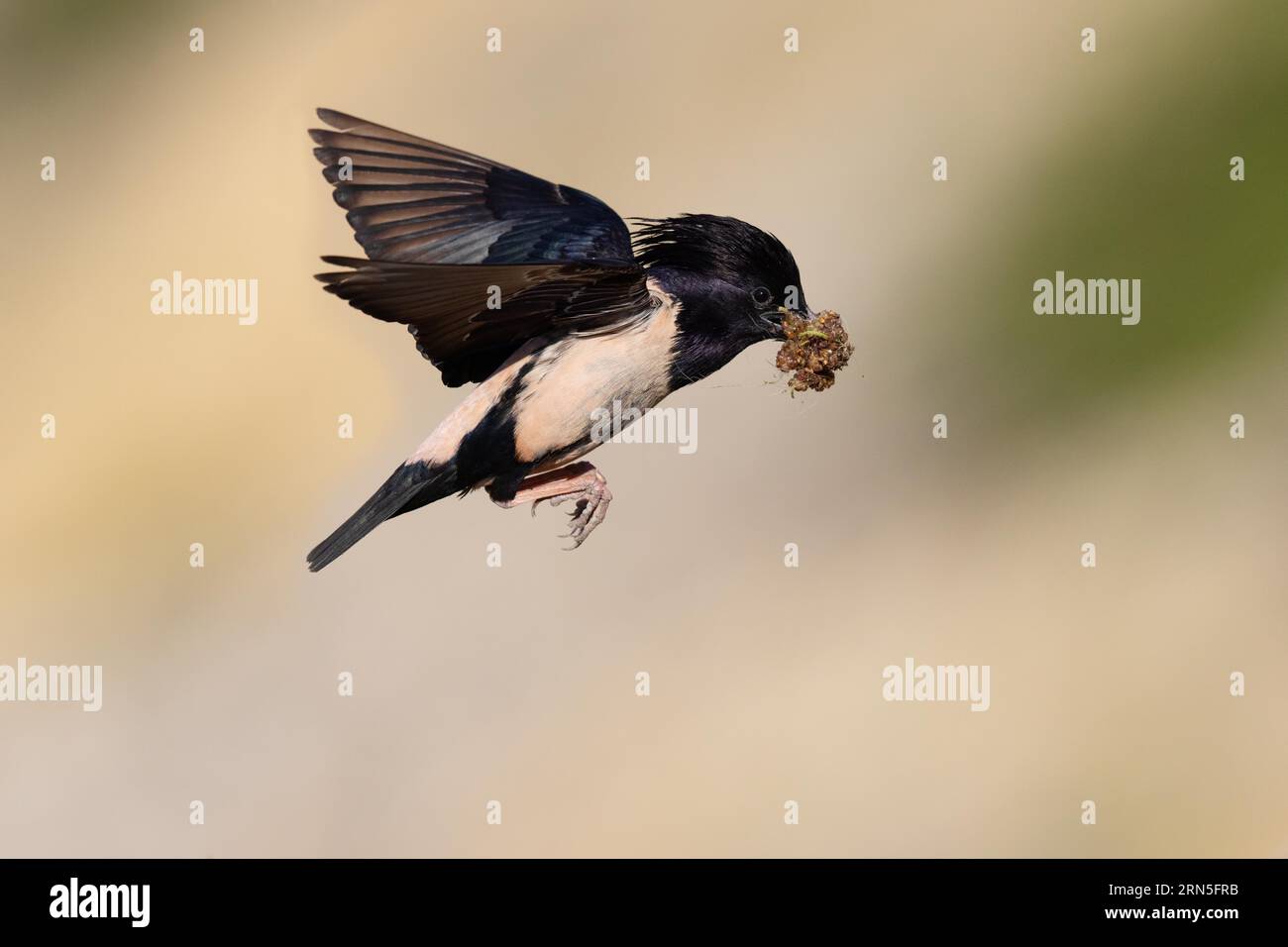 Roseatsterne (Pastor roseus), ausgewachsener Vogel, Fliegen mit Futter, Dobruja, Rumänien Stockfoto