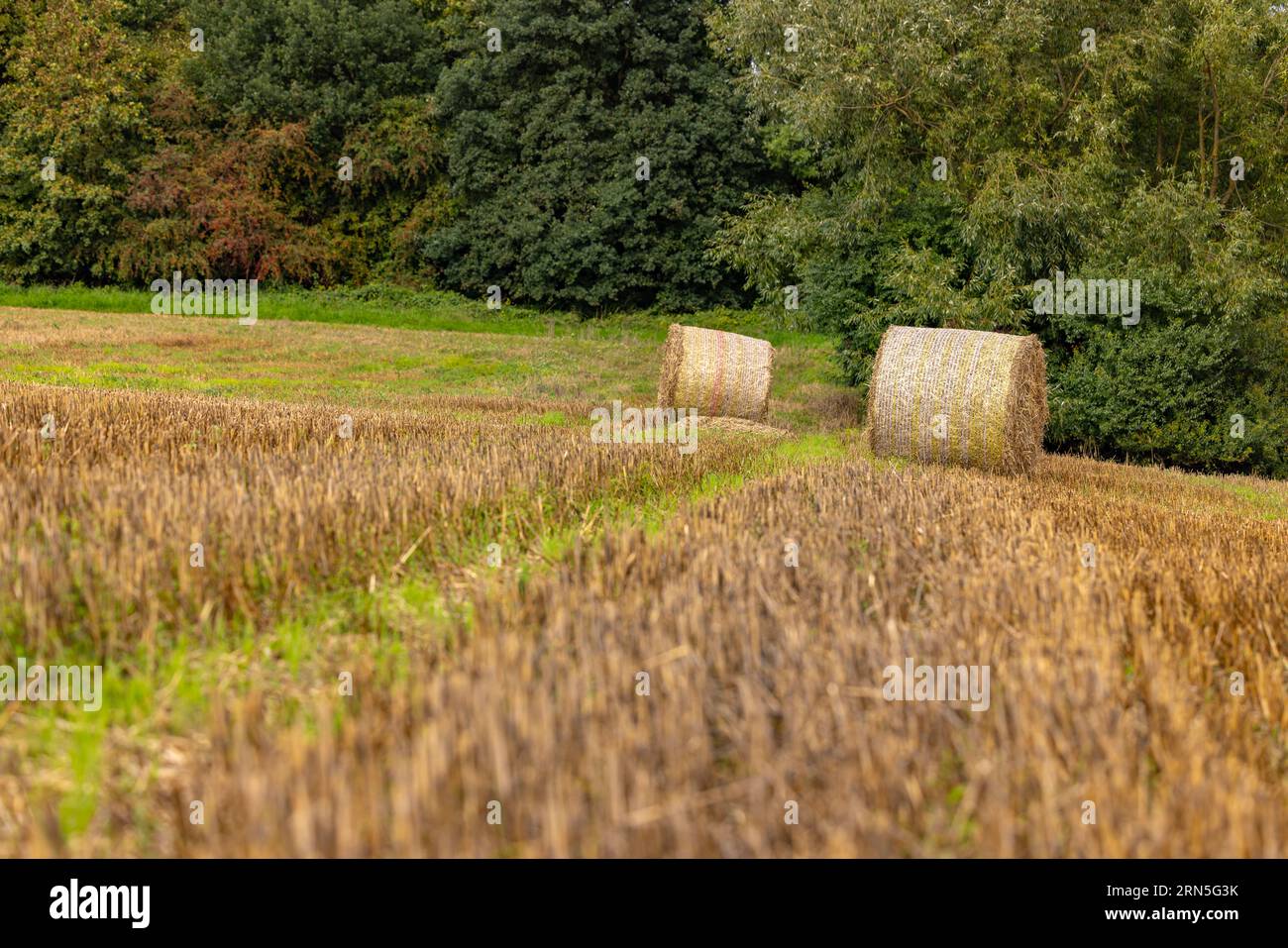 Zwei Heuballen auf einem landwirtschaftlichen Feld vor grünen Bäumen im Hintergrund Stockfoto