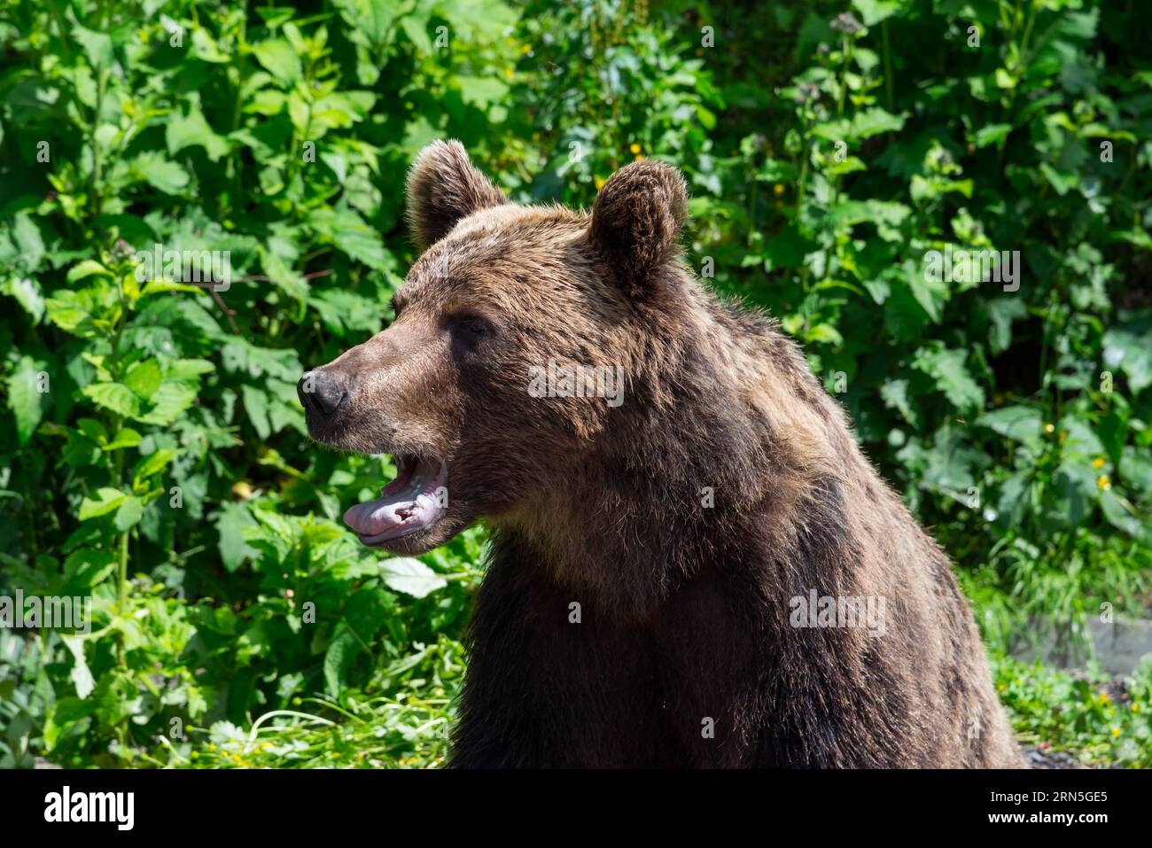 Erwachsener Europäischer Braunbär (Ursus arctos arctos), Transsylvanien, Karpaten, Rumänien Stockfoto