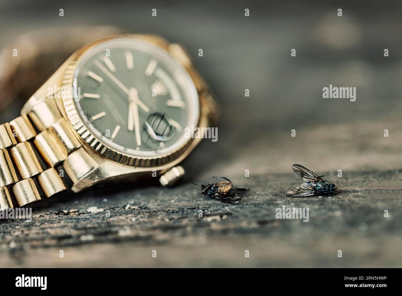 Stlillleben, goldene Uhr und tote Fliegen auf einem Holztisch symbolisieren Tod und Vergänglichkeit, Köln, Nordrhein-Westfalen, Deutschland Stockfoto