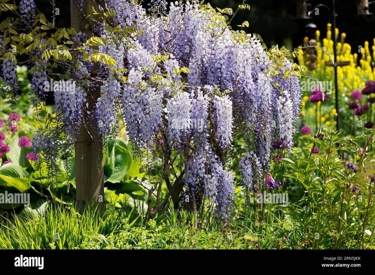 Japanische Blaurebe (Wisteria floribunda Variett Blue Dream), auch  Glyzinien, Kletterpflanze, Hamburg, Deutschland Stockfotografie - Alamy