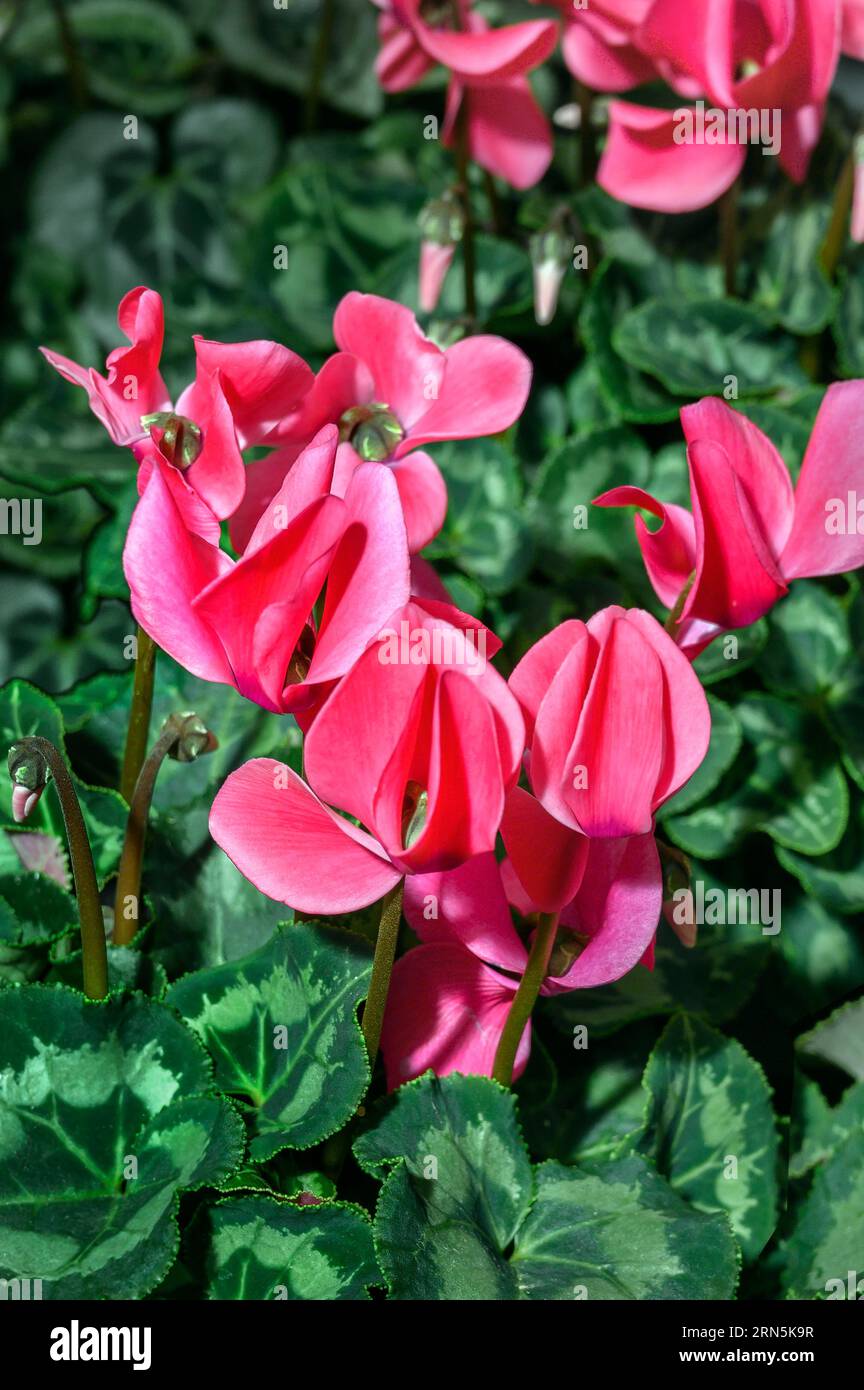 Persisches Cyclamen (Cyclamen-persicum-Hybride) Allgaeu, Bayern, Deutschland Stockfoto