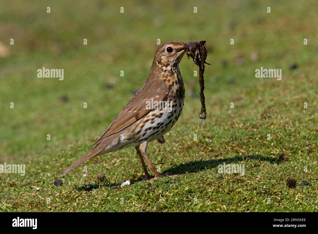 Singdrossel (Turdus philomelos) Erwachsener mit Schnabel voll Nestmaterial Eccles-on-Sea, Norfolk, UK. April Stockfoto