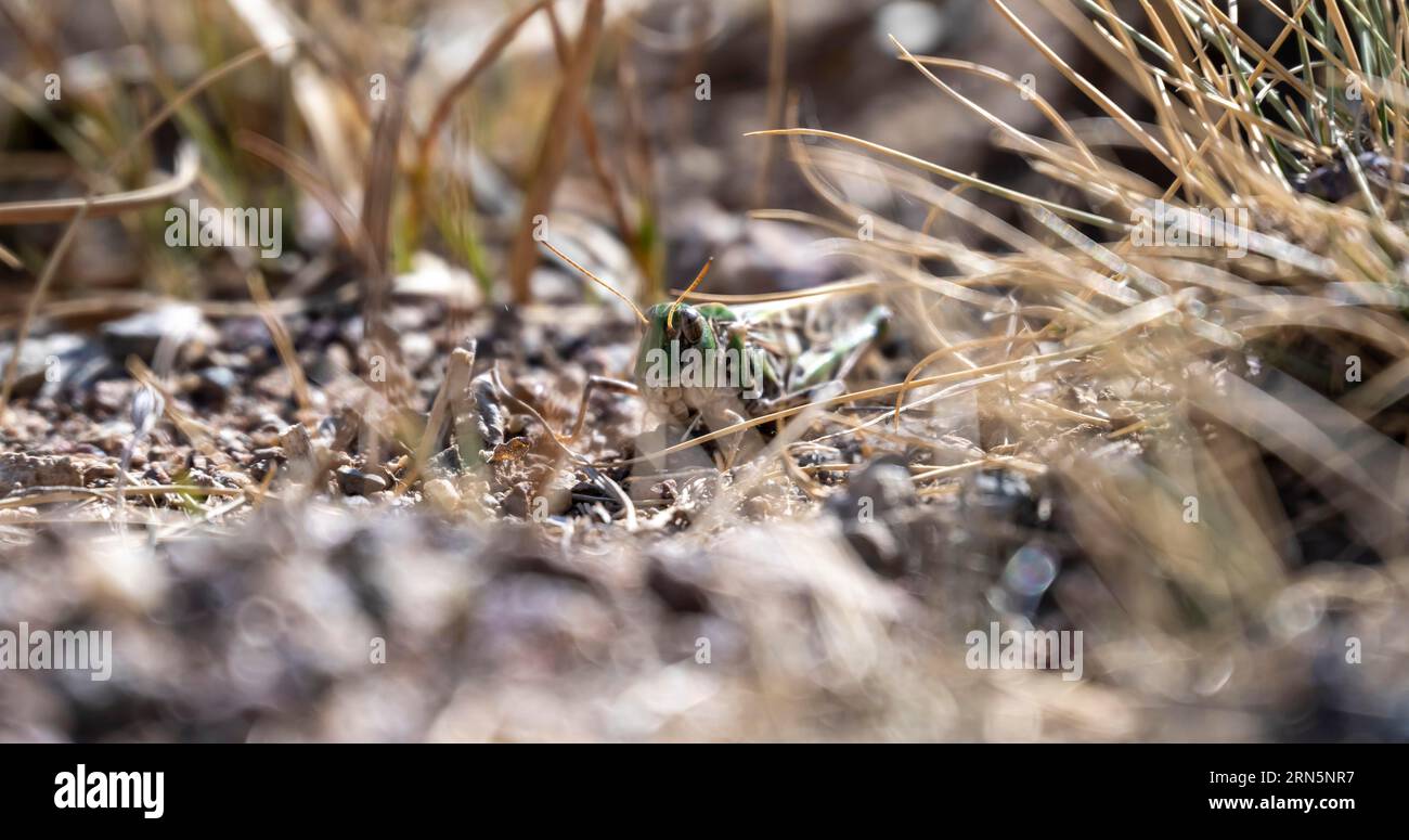 Heuschrecke in trockenem Gras, Provinz Chuy, Kirgisistan Stockfoto