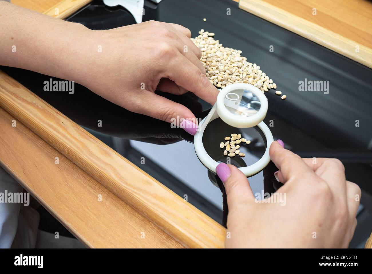 Der Spezialist analysiert die Qualität des Getreides im Labor Stockfoto