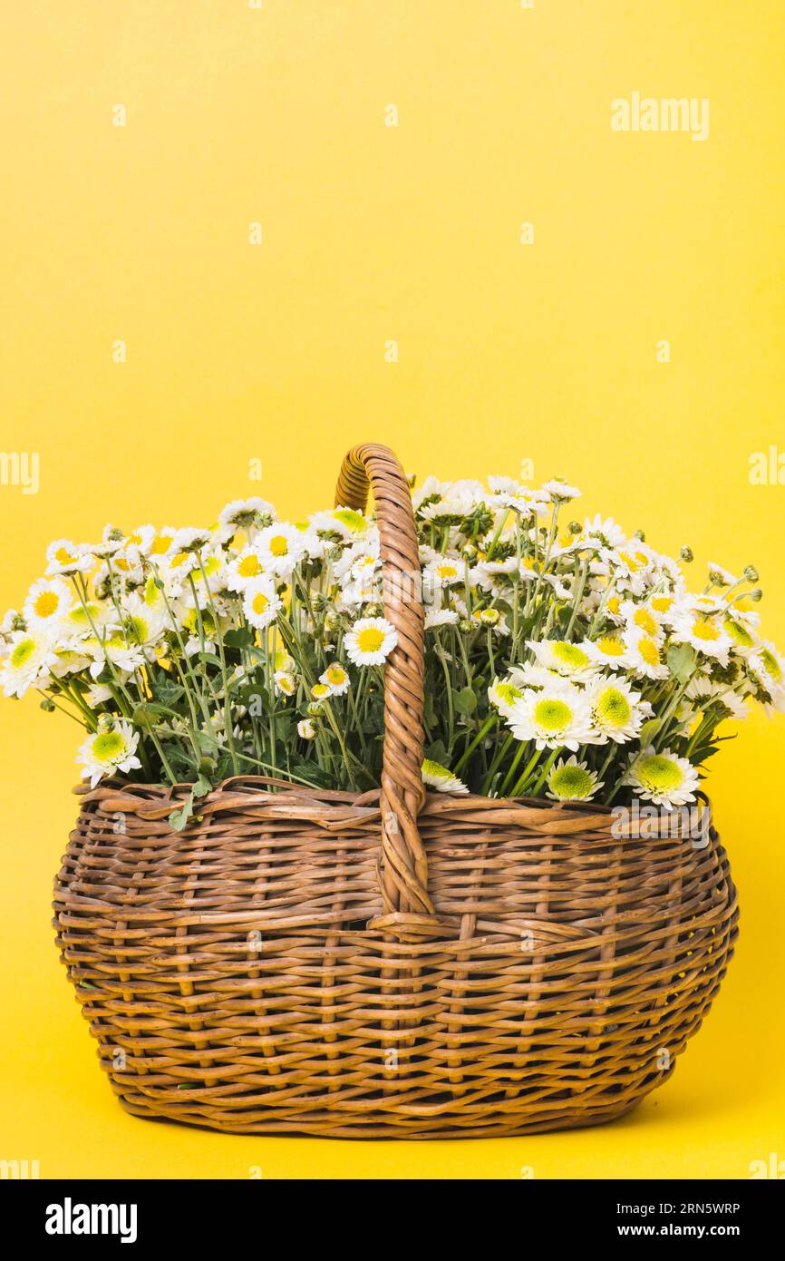 Kamillen Blumen Korb gelben Hintergrund Stockfoto
