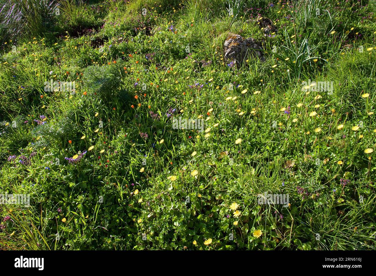 Frühlingswiese, verschiedene Blumen, Zingaro, Nationalpark, Naturschutzgebiet, Nordwesten, Sizilien, Italien Stockfoto