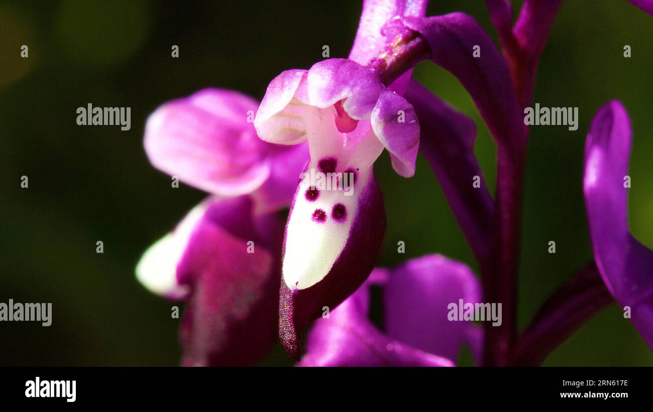 Langspurige Orchidee (Anacamptis morio), Makro, Blume, Zingaro, Nationalpark, Naturschutzgebiet, Nordwesten, Sizilien, Italien Stockfoto