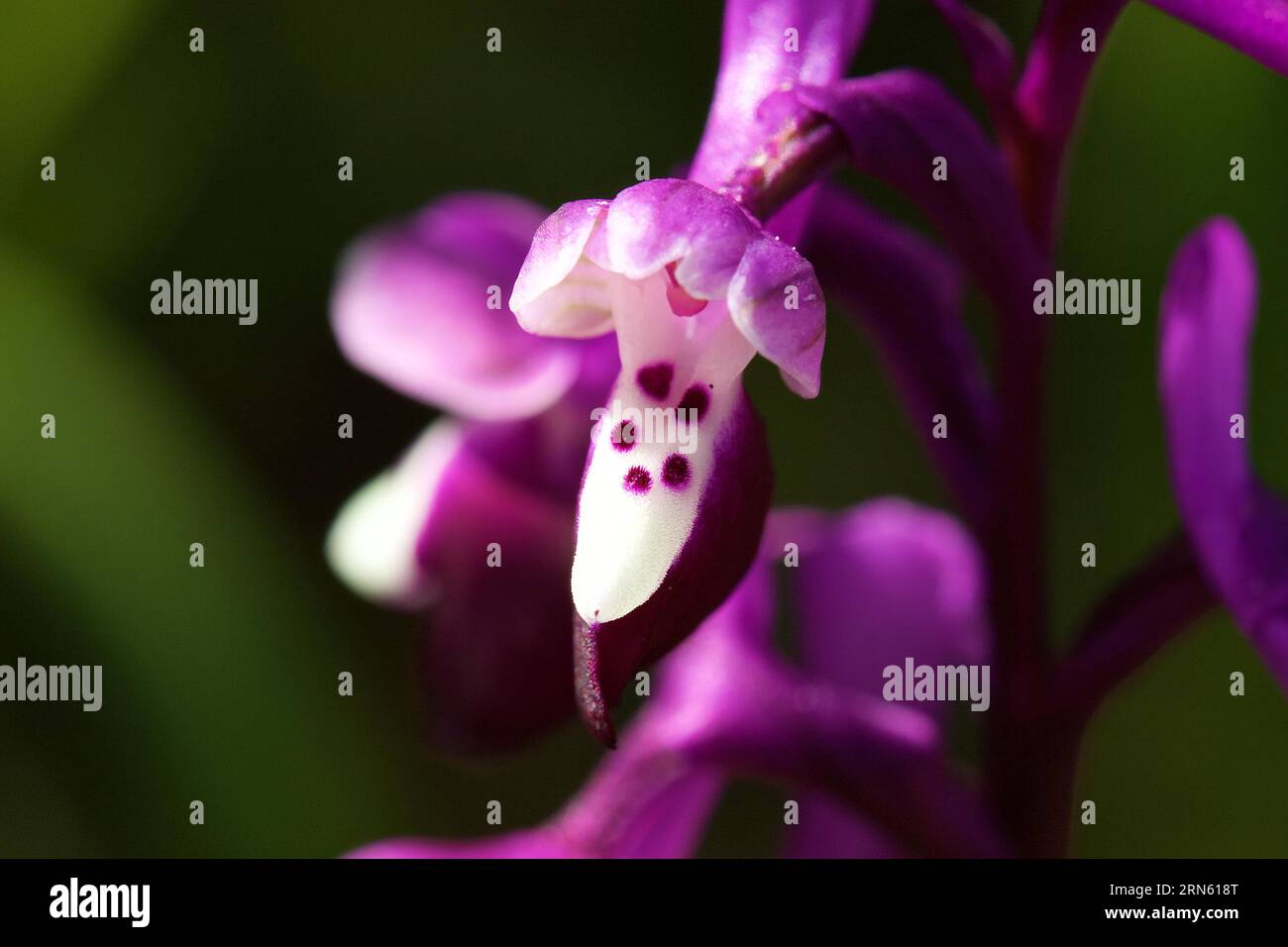 Langspurige Orchidee (Anacamptis morio), Makro, Blume, Zingaro, Nationalpark, Naturschutzgebiet, Nordwesten, Sizilien, Italien Stockfoto