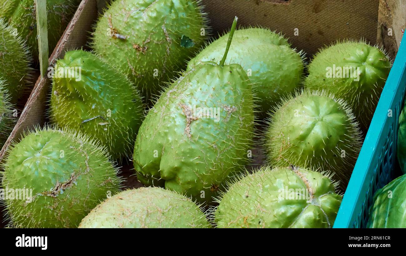 Stink (Durio zibethinus) Fruit, Close, Detail, Märkte, Open Air, Palermo, Hauptstadt, Sizilien, Italien Stockfoto