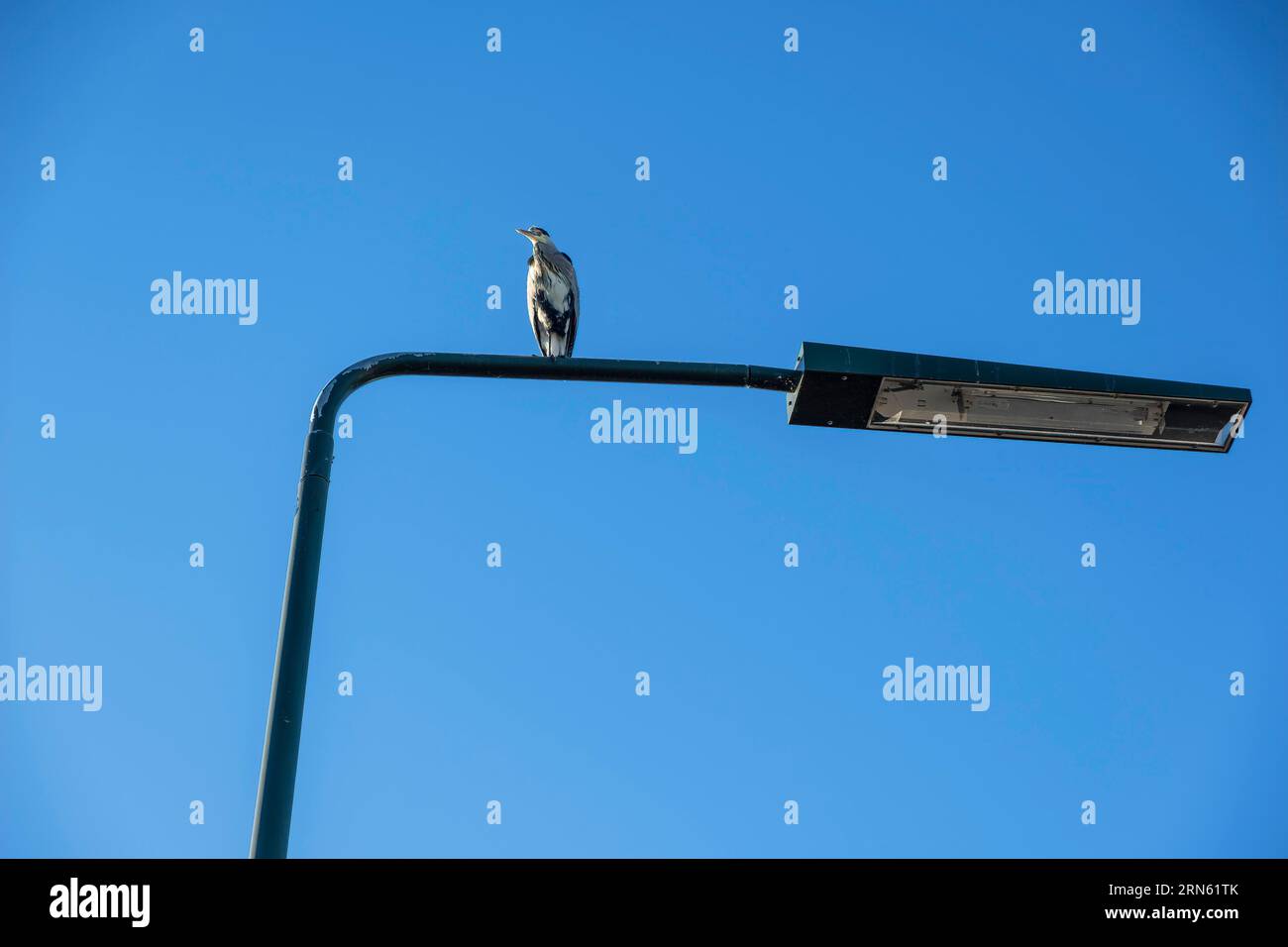 Ein grauer Reiher auf einer Straßenlaterne beobachtet einen nahegelegenen Fluss von oben, Düsseldorf, Deutschland Stockfoto