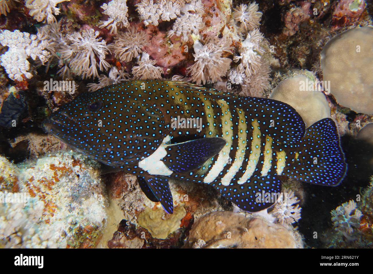 Bluespotted Grouper (Cephalopholis argus), House Reef Tauchplatz, Mangrove Bay, El Quesir, Rotes Meer, Ägypten Stockfoto