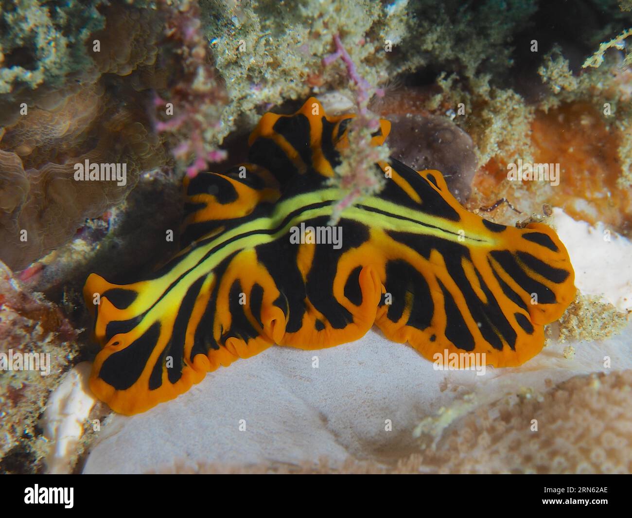 Tigerlattwürmer (Pseudoceros dimidiatus), Plattwürmer, Whirlpoolwürmer, Tauchplatz im Sodwana Bay Nationalpark, Maputaland Marine Reserve, KwaZulu Natal Stockfoto