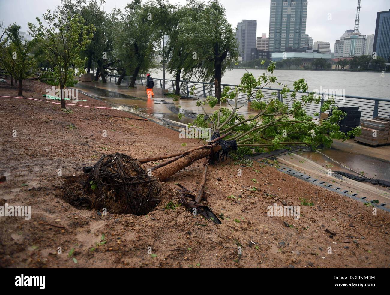 (150711) -- BEILUN, 11. Juli 2015 -- Ein umgestürzter Baum wird entlang des Yongjiang Flusses in Ningbo, ostchinesische Provinz Zhejiang, 11. Juli 2015 gesehen. Taifun Chan-Hom, der neunte Taifun in diesem Jahr, landete um 16:40 Uhr in der Zhujiajian Township of Putuo District in der Inselstadt Zhoushan und brachte Winde von bis zu 45 Metern pro Sekunde, laut der Wetterstation der Provinz. )(mcg) CHINA-ZHEJIANG-TYPHOON CHAN-HOM-LANDFALL (CN) HanxChuanhao PUBLICATIONxNOTxINxCHN 150 711 Beilun 11. Juli 2015 ein Fallbaum IST Seen entlang des Jiang Yong Flusses in Ningbo Ostchina Provinz S Zhejiang 11. Juli 2015 Stockfoto