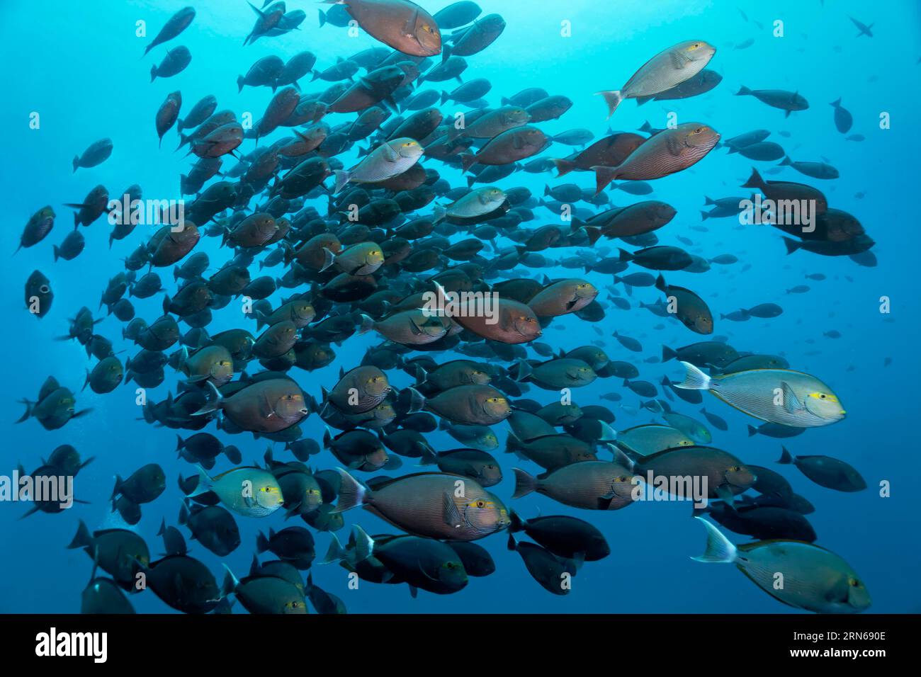 Schwarm von im offenen Meer schwimmenden Langlauffischen (Acanthurus mata). Great Barrier Reef, UNESCO-Weltkulturerbe, Korallenmeer, Korallenmeer Stockfoto