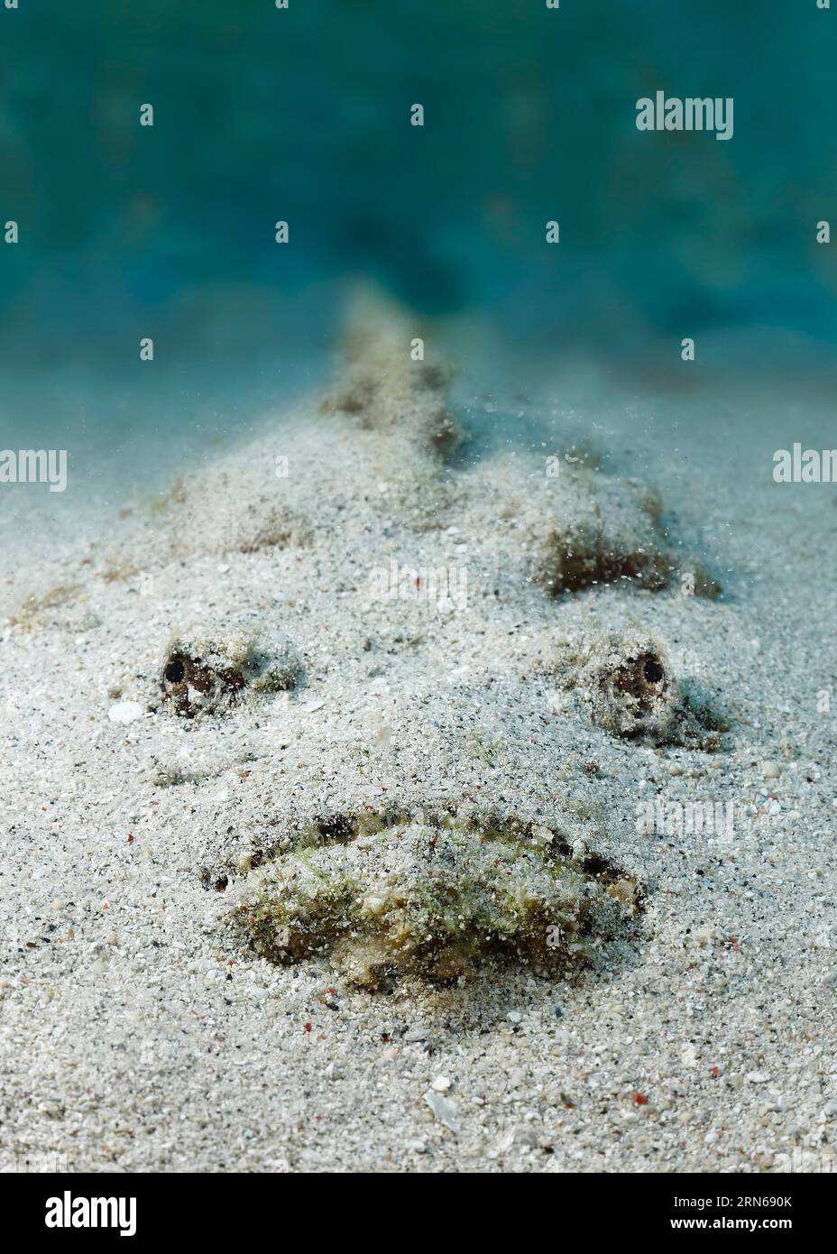 Riffsteinfisch (Synanceia verrucosa), von vorne, im Sandboden verborgen liegend, auf Beutetieren lauernd, gefährlich, giftig, Great Barrier Stockfoto