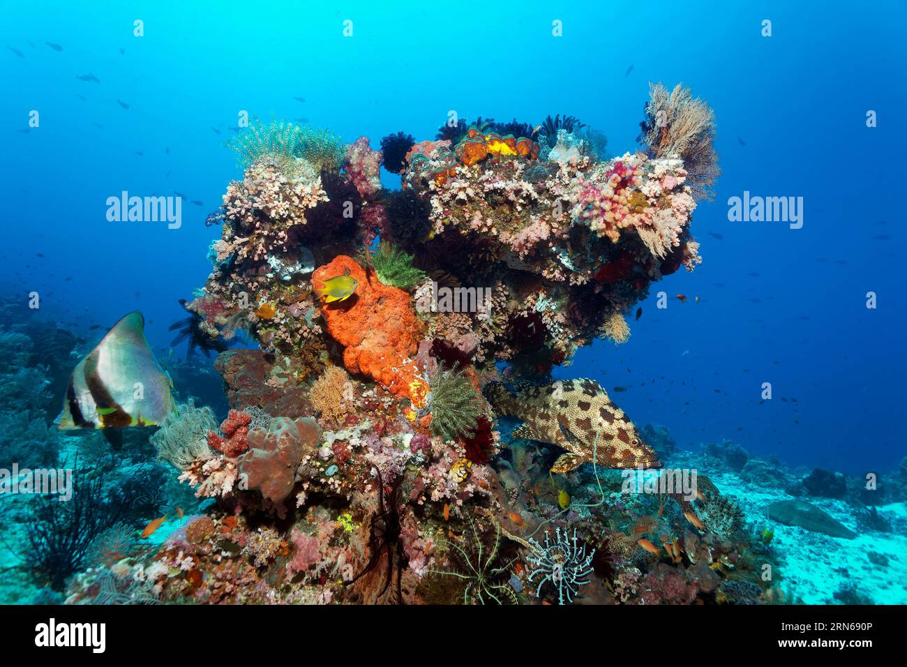 Korallenblock, verschiedene Untertiere (Invertebrata), Schwämme (Porifera) und Korallen, auf dem linken scharfmundlichen Fledermausfisch (Platax pinnatus), auf dem Stockfoto