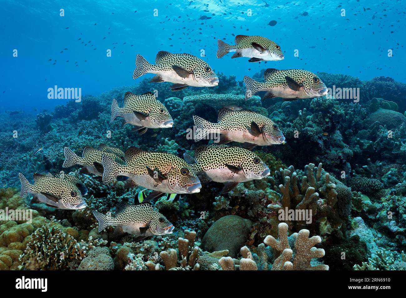 Schwarm von Harlekin-Süßlippe (Plectorhinchus chaetodonoides) oder gefleckte Süßlippen, Schwimmen über Korallenriff, Great Barrier Reef, UNESCO-Weltkulturerbe Stockfoto