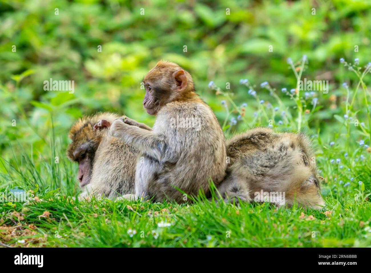 Barbary Macaque (Macaca sylvanus), Vorkommen in Marokko, Gefangenschaft, Rheinland-Pfalz, Deutschland Stockfoto