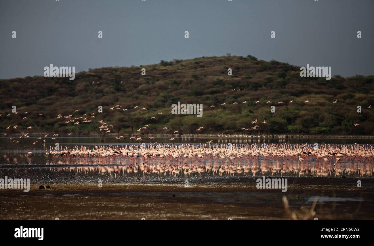 Am 19. Juli 2015, dem flachen Wasser des Bogoria-Sees in Kenia, werden Flamingoschwärme gesichtet. Der Bogoria-See ist ein salzhaltiger und alkalischer See im Great Rift Valley in Ostafrika. Nach der Regenzeit ziehen Zehntausende Flamingos in das Seengebiet, was es zu einem malerischen Blick in rosa Farbe macht. ) KENIA-SEE BOGORIA-FLAMINGOS TianxGuangyu PUBLICATIONxNOTxINxCHN Herde von Flamingos sind Seen AM flachen Wasser des Bogoria-Sees in Kenia 19. Juli 2015 Bogoria-See IST eine Saline und Alkaline Lake Thatcher liegt im Great Rift Valley in Ostafrika nach der Regenzeit Zehntausender Stockfoto