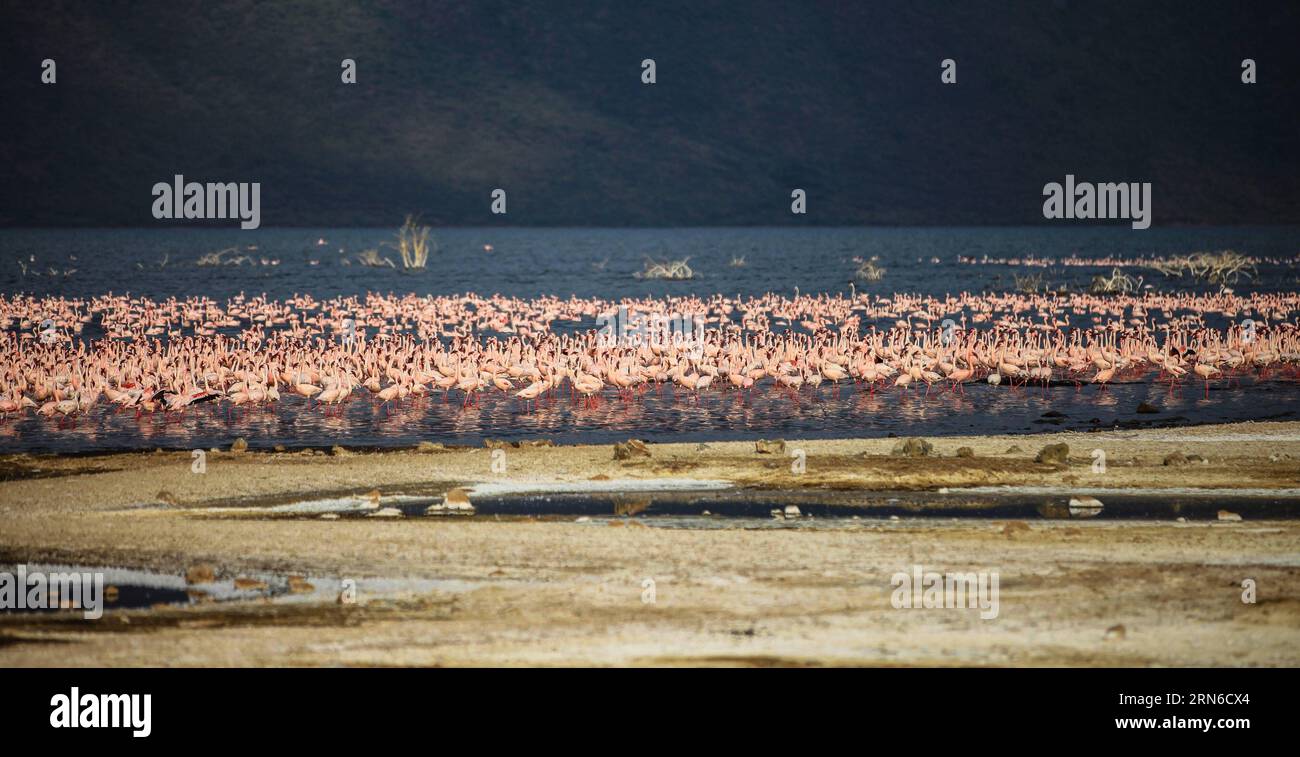 Am 18. Juli 2015, dem flachen Wasser des Bogoria-Sees in Kenia, werden Flamingoschwärme gesichtet. Der Bogoria-See ist ein salzhaltiger und alkalischer See im Great Rift Valley in Ostafrika. Nach der Regenzeit ziehen Zehntausende Flamingos in das Seengebiet, was es zu einem malerischen Blick in rosa Farbe macht. ) KENYA-LAKE BOGORIA-FLAMINGOS TianxGuangyu PUBLICATIONxNOTxINxCHN Herde von Flamingos sind Seen AM flachen Wasser des Bogoria-Sees in Kenia 18. Juli 2015 Lake Bogoria IST eine Saline und Alkaline Lake Thatcher liegt im Great Rift Valley in Ostafrika nach der Regenzeit Zehntausender Stockfoto