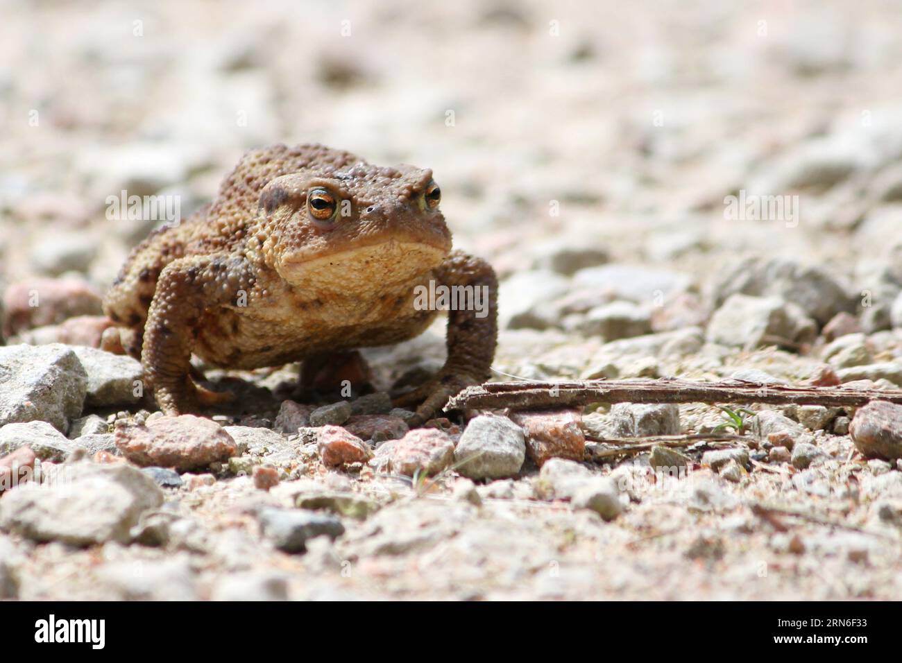 Gemeinsamen Kröte (Bufo Bufo) Stockfoto