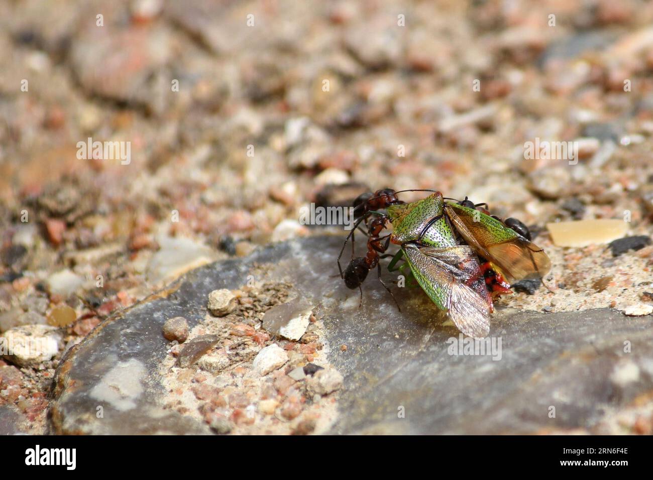Holzameisen tragen einen Schildkäfer Stockfoto