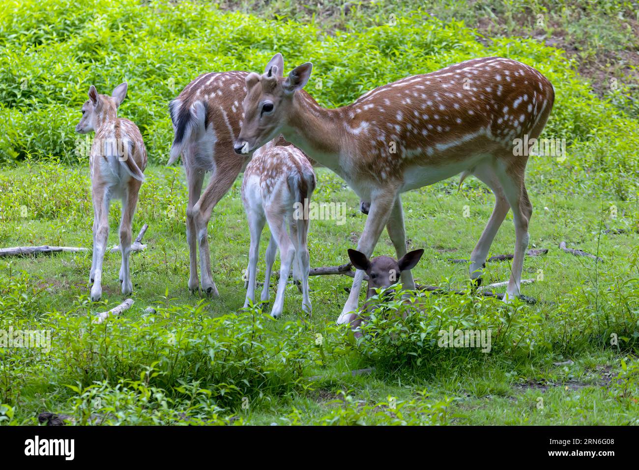 Damhirsch (Dama dama) mit wachsendem Geweih und Hintern mit Fauna. Stockfoto