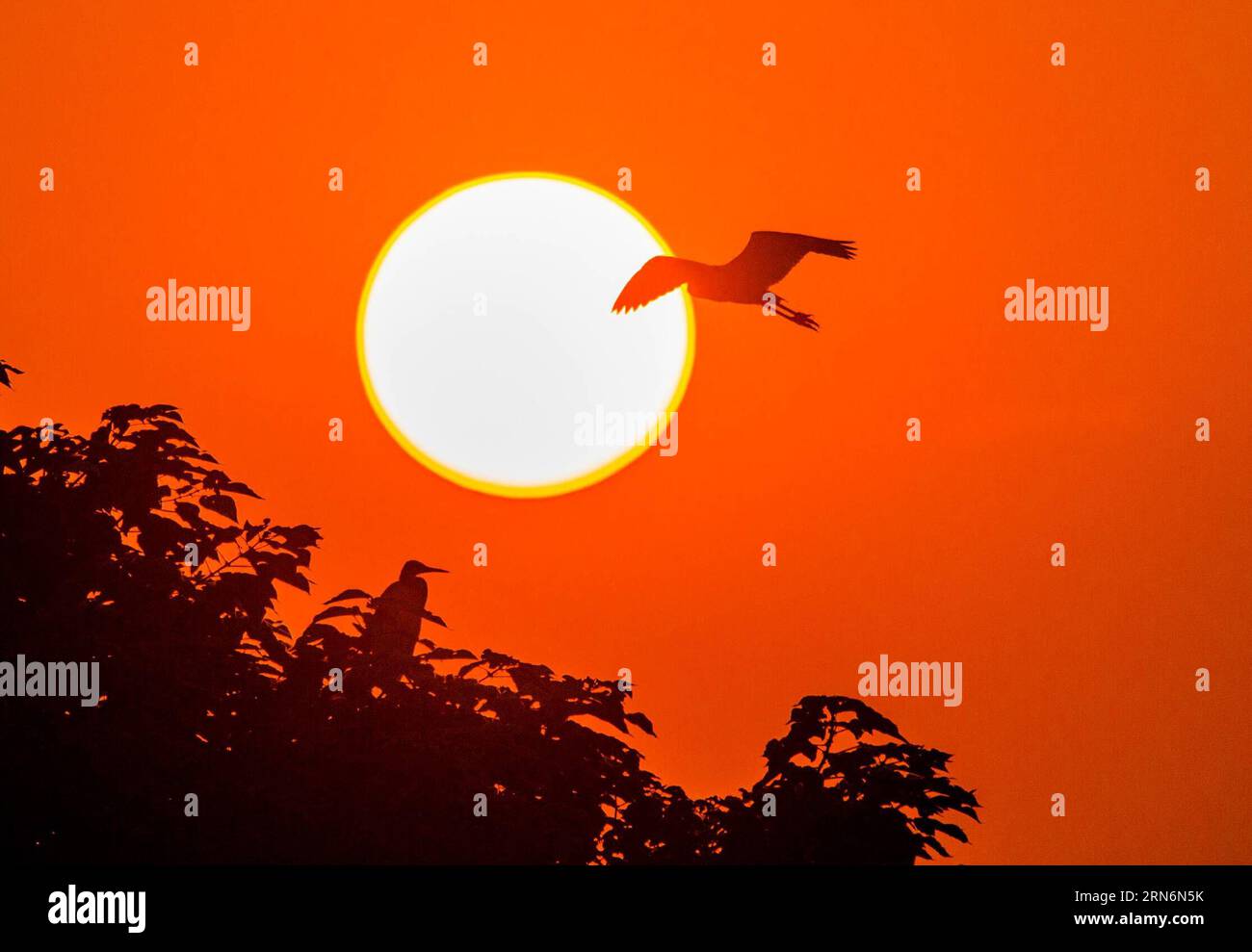 (150803) -- DUCHANG, 2. August 2015 -- ein Reiher fliegt bei Sonnenuntergang am Ufer des Poyang-Sees im Duchang County, ostchinesische Provinz Jiangxi, 2. August 2015. ) (lfj) CHINA-JIANGXI-EGRET (CN) FuxJianbin PUBLICATIONxNOTxINxCHN 150803 DUCHANG 2. August 2015 nach Egret FLIEGT BEI Sonnenuntergang AM Ufer des Poyang-Sees im DUCHANG-Kreis Ostchina S Jiangxi-Provinz 2. August 2015 lfj China Jiangxi Egret CN FuxJiATICTIOxBLINN Stockfoto