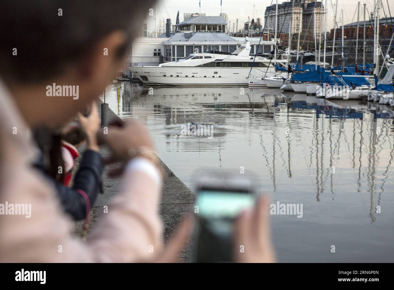 (150804) -- BUENOS AIRES, 3. August 2015 -- Menschen beobachten einen Wal am 3. August 2015 im Rio de la Plata, im Dock 4 von Puerto Madero, in der argentinischen Hauptstadt Buenos Aires. Ein Wal erreichte Dock 4 in der Gegend von Puerto Madero in Buenos Aires und bestätigte am Montag offiziell die Küstenwache (PNA, für sein Akronym auf Spanisch). Pablo Fioramontti, Präsident der Oganization Whaler Guides von Puerto Piramides, befragt von mehreren lokalen Radiosendern, sagte, dass das Ereignis eine verrückte Situation sei, die nicht ungewöhnlich sei. Martin Zabala) (bxq) ARGENTINA-BUENOS AIRES-ENVIRONMENT-FAUNA e MARTINxZABALA PUB Stockfoto