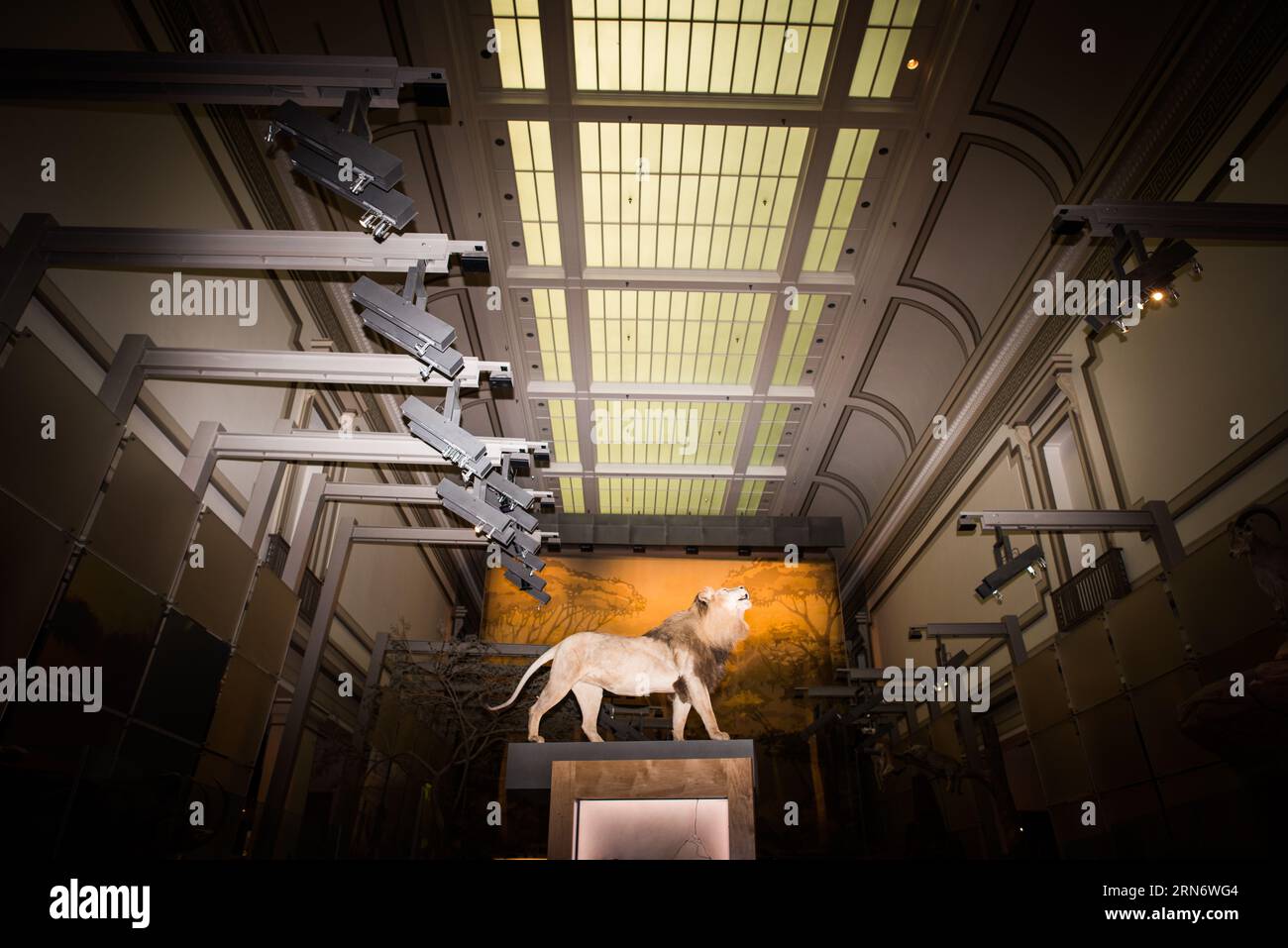 WASHINGTON DC, USA – eine spannende Ausstellung im Smithsonian's Natural History Museum zeigt eine reiche Geschichte unseres Planeten. Das Museum, ein Eckpfeiler der Kulturlandschaft von DC, informiert und inspiriert die Besucher mit seinen vielfältigen Sammlungen. Stockfoto