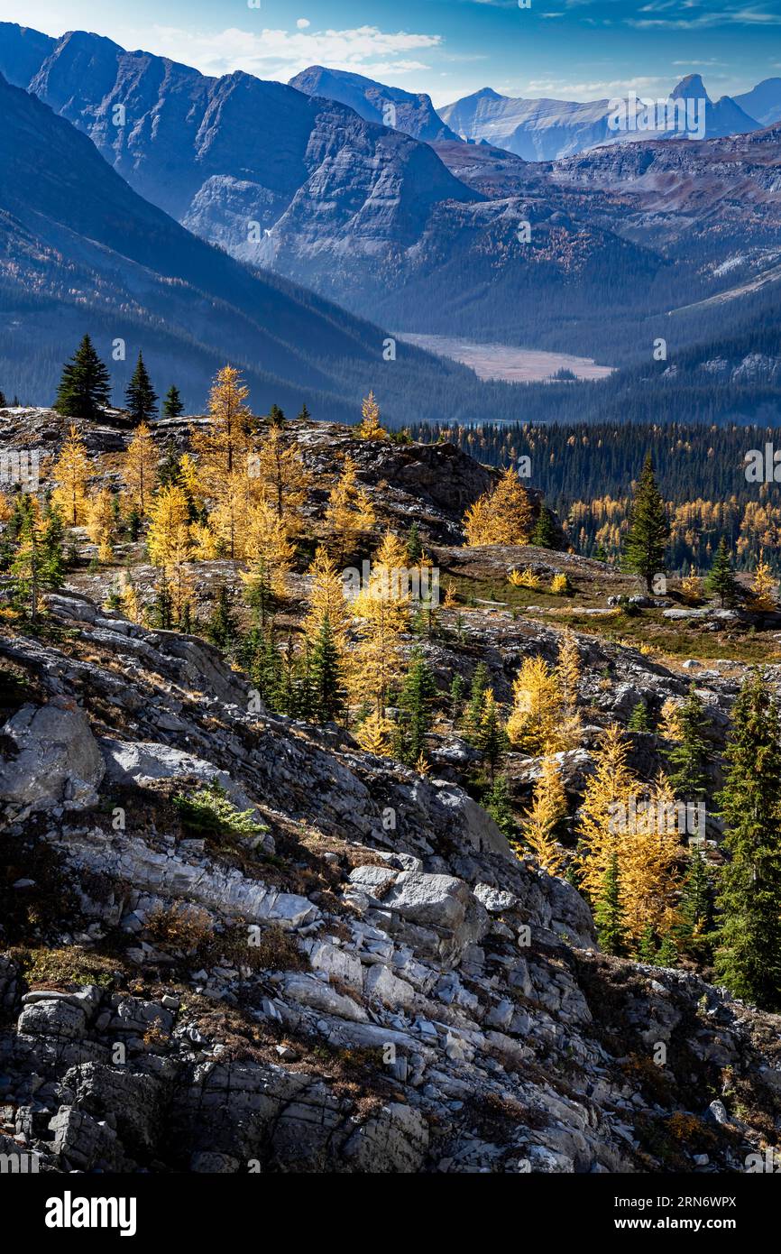 Die Kanadischen Rockies Mountain Larch Bäume in Herbstfarben mit Blick auf die Täler im Kananaskis Provincial Park entlang der Chester Lake Wanderung. Stockfoto