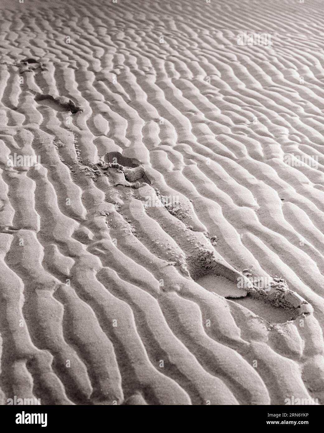 1960ER JAHRE FUSSABDRÜCKE VON SCHUHEN IN WÜSTENSANDDÜNEN, DIE VOM WIND DURCHZOGEN WURDEN - S7090 HAR001 HARS KONZEPTE GEWELLTES ÖDLAND WASSERLOS KARG SCHWARZ-WEISS VERÖDET HAR001 ALTMODISCHE DARSTELLUNG UNBEWOHNT Stockfoto