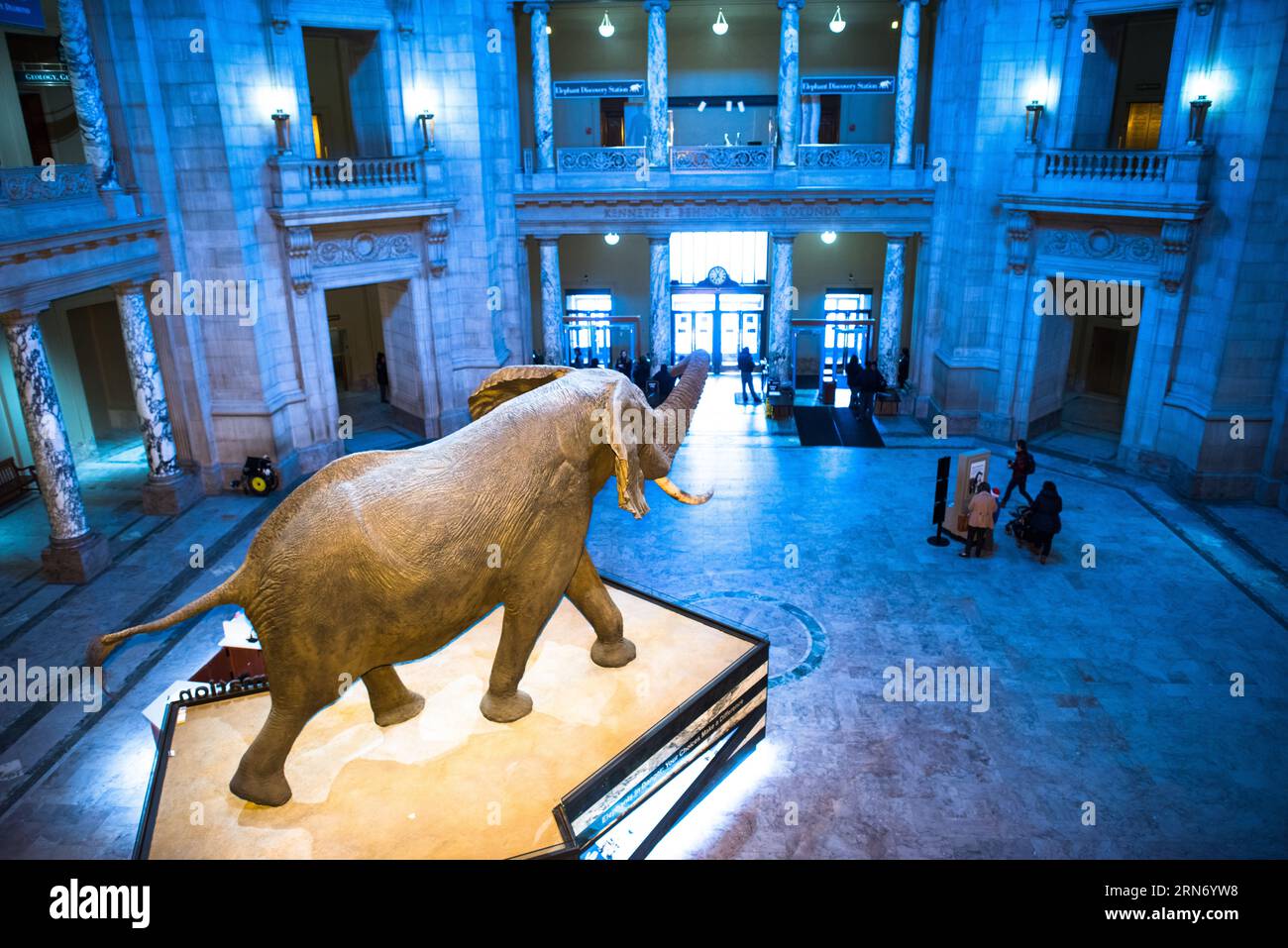 WASHINGTON DC, USA – Henry, der afrikanische Buschelefant, steht in der Rotunde des Smithsonian National Museum of Natural History. Seit 1959 begrüßt der präparierte Elefant die Besucher in der zentralen Halle des Museums. Dieser männliche afrikanische Elefant mit einer Höhe von 13 Metern dient als ikonisches Herzstück der Rotunde des Museumseingangs. Stockfoto