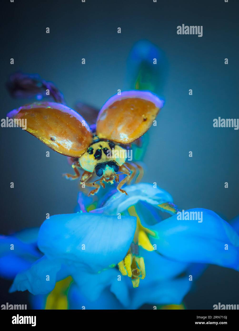 Startklar: Kleiner Marienkäfer mit offenen Flügeln in Flugbereitschaft Stockfoto