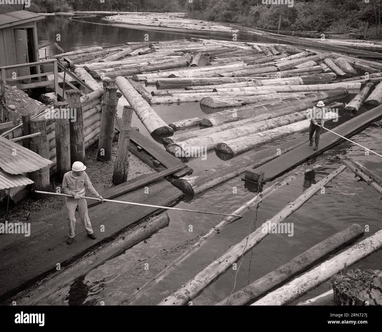 1960ER JAHRE ZWEI MÄNNER, DIE MIT CANT-HAKEN UND PEAVEY ARBEITEN, DIE BAUMSTÄMME IN EINEM SÄGEWERK TRENNEN UND ROLLEN SNOQUALAMIE PASS WA USA - I5222 HAR001 HARS KARRIEREN HOLZFÄLLEREI ARBEIT BERUFE INFRASTRUKTUR-MITARBEITER-HAKEN PIKE-ZUSAMMENARBEIT HOLZ MITTELERWACHSENER MITTELERWACHSENER MANN, DER SCHWARZ-WEISSER KAUKASISCHER ETHNIE HAR001, DER ALTMODISCHE WA ARBEITET Stockfoto