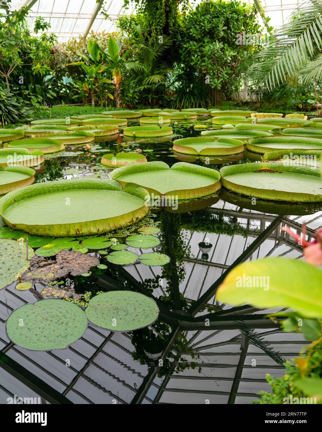 Die Blätter der riesigen Seerosen tragen die lateinischen Namen Victoria amazonica, Belgien Stockfoto