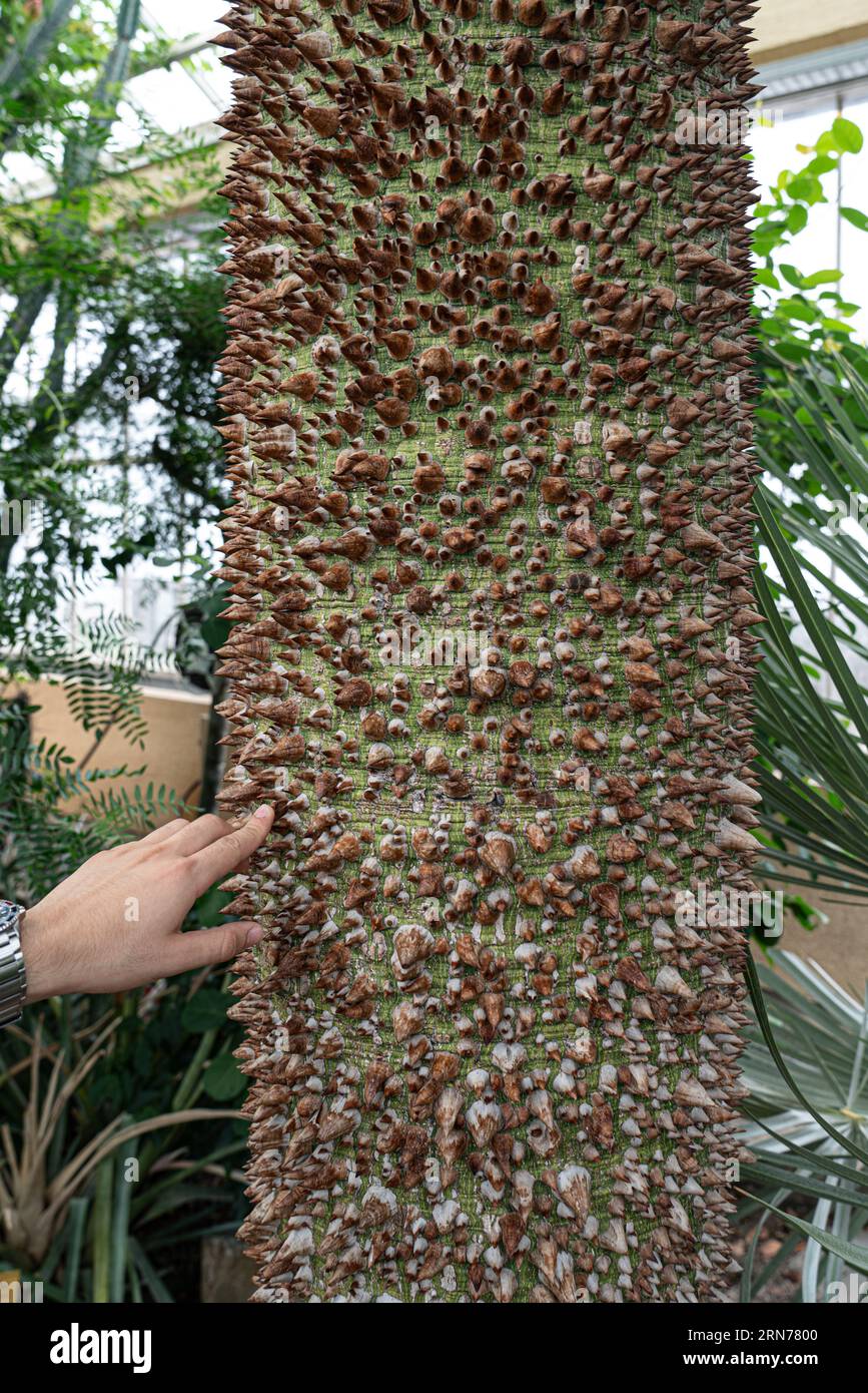 Chorisia speciosa. Dicker Dornbaumstamm von Ceiba speciosa im belgischen Nationalgarten in Meise (Pachthof in de nationale Plantentuin van B Stockfoto