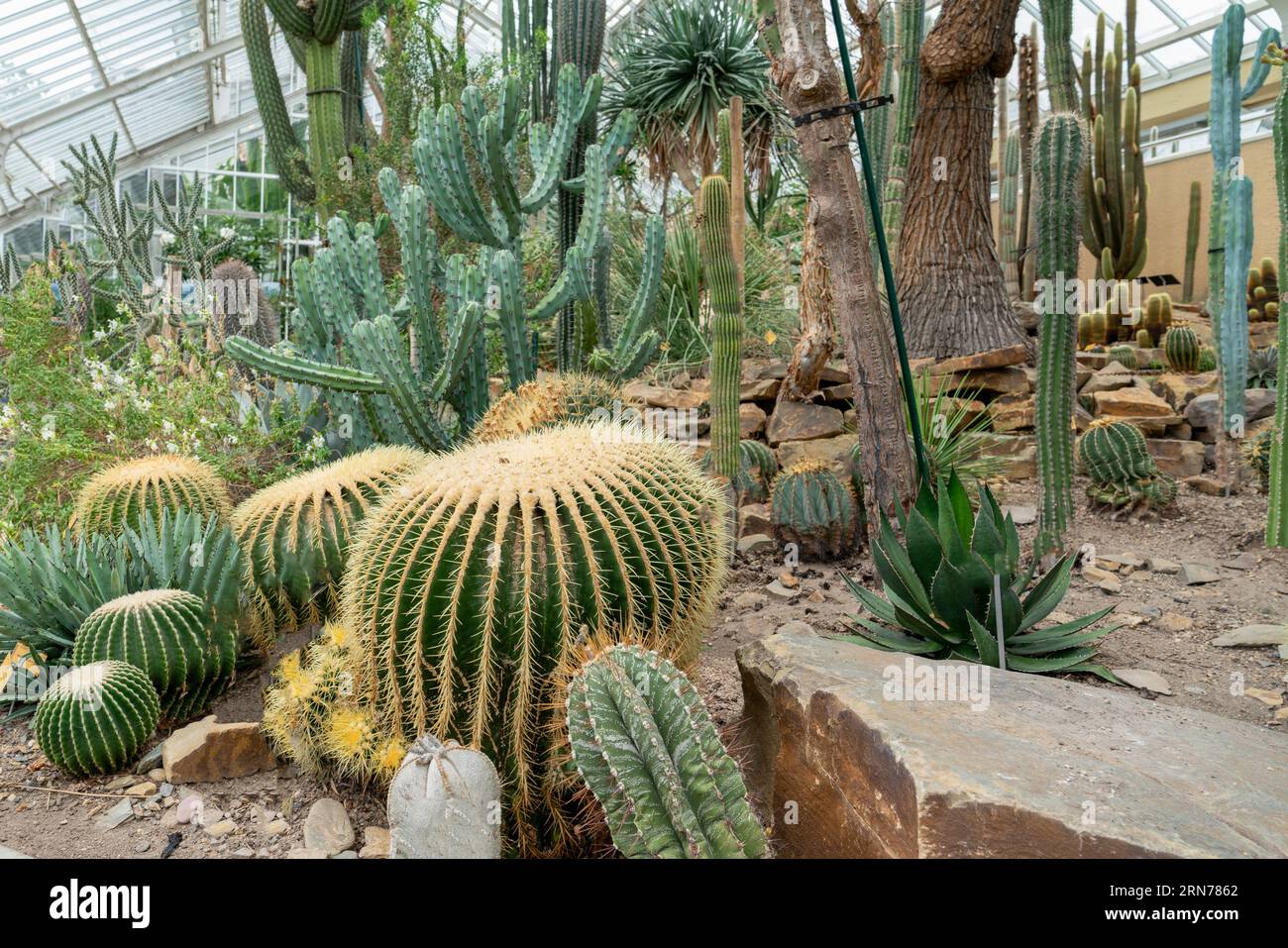 Viele verschiedene Kakteen im belgischen Nationalgarten in Meise (Pachthof in de nationale Plantentuin van België in Meise) Stockfoto