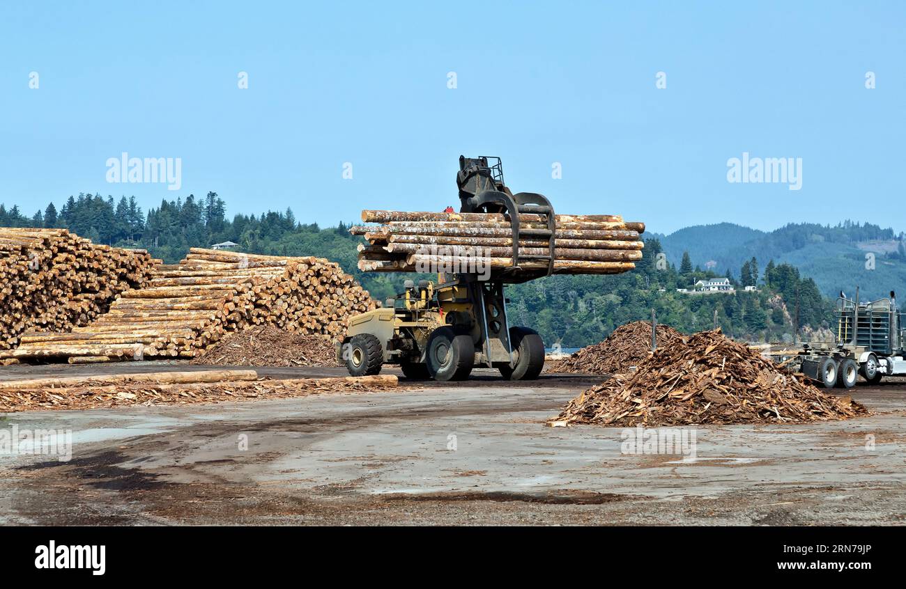 Gabelstapler entladen Douglafir Logs „Pseudotsuga menziesii“ vom Transportfahrzeug, North Bend, Oregon.d Stockfoto