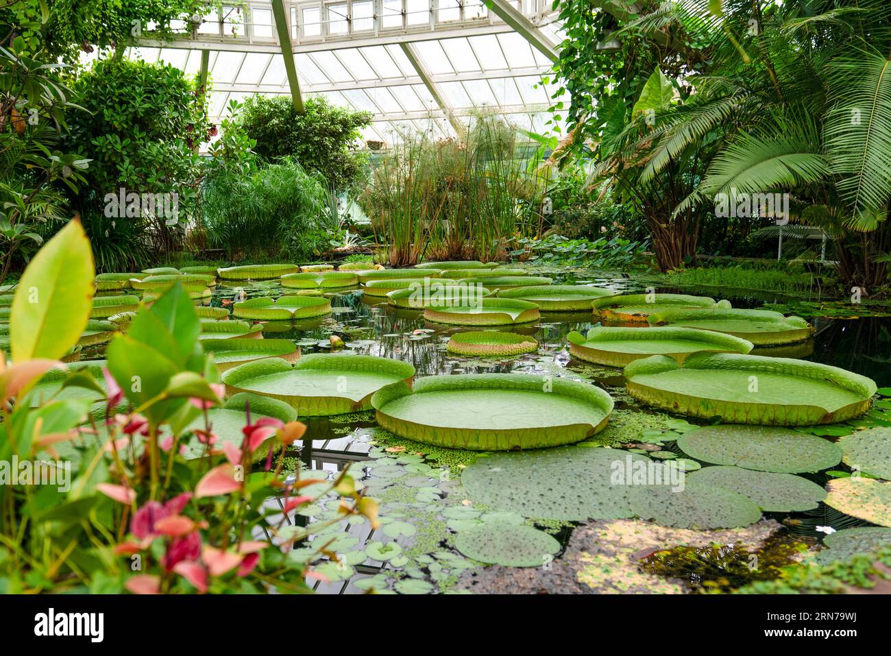 Die Blätter der riesigen Seerosen tragen die lateinischen Namen Victoria amazonica, Belgien Stockfoto
