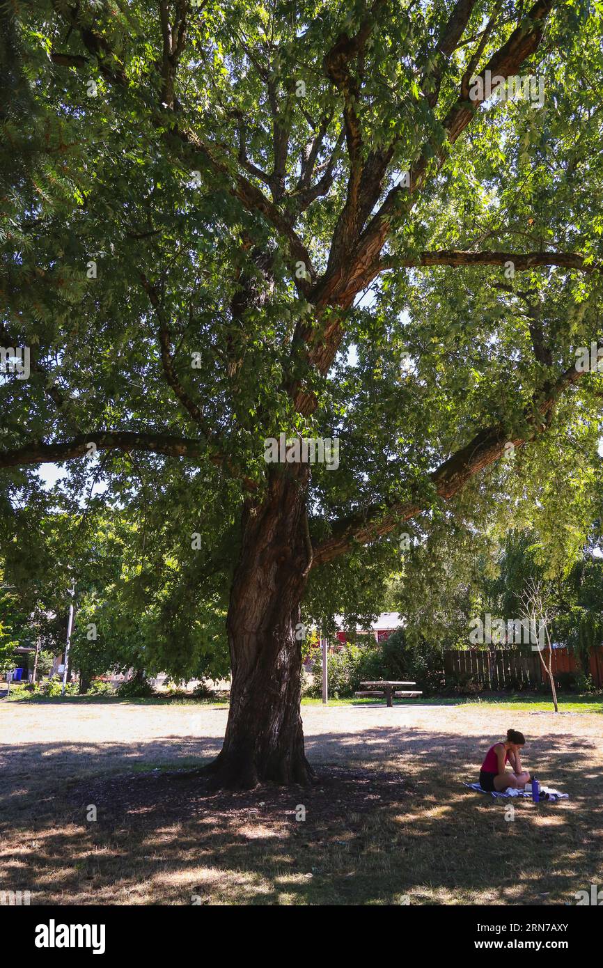 Frau, die ein Buch unter einem großen Baum im Wilkes Park in Portland, Oregon liest Stockfoto