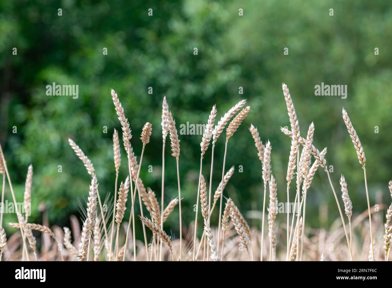 Kategorie der Ancien-Sorte Weizen auf dem Land Stockfoto