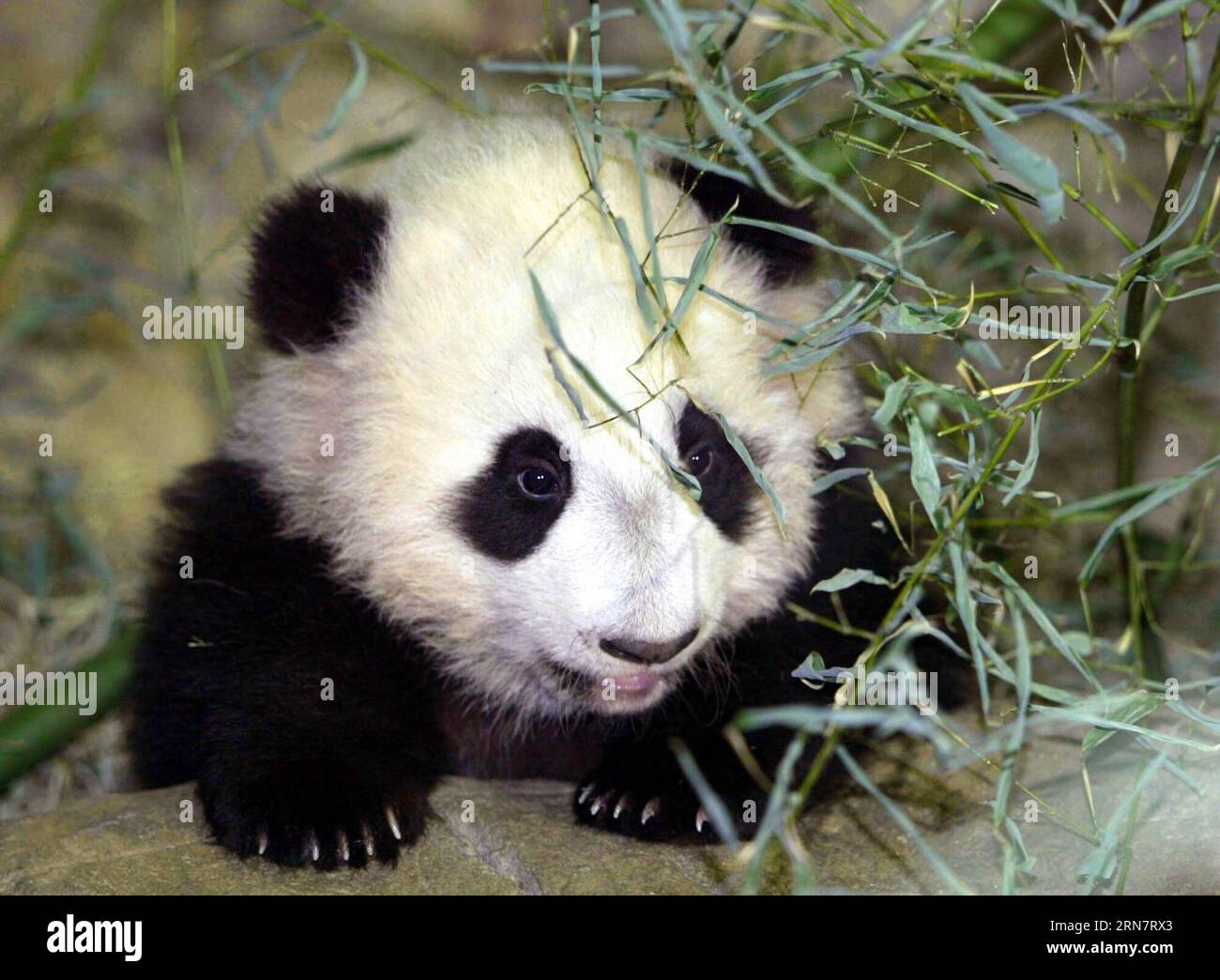 (150919) -- PEKING, 19. September 2015 -- Tai Shan, ein chinesisches Riesenpandajunges, genießt sich im Smithsonian's National Zoo in Washington D.C., 1. Dezember 2005. Der chinesische Botschafter in den Vereinigten Staaten, Zhou Wenzhong, besuchte das fünf Monate alte Jungtier am 1. Dezember im Zoo. Immer mit ihren verschlafenen dunklen Kreisen, immer getrennt, sind die molligen bärenartigen Tiere wahrscheinlich die coolsten Diplomaten in der Geschichte der Beziehungen zwischen China und den USA. Seit Pandora, der erste offiziell in den Vereinigten Staaten eingeführte Riesenpanda, 1938 in San Francisco ankam, wurden Dutzende von Riesenpandas entdeckt Stockfoto
